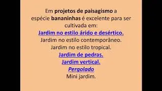 Planta Suculenta Colar de Bananinha Pendente
