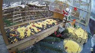Even more beautiful🧩#feeder#birdfeeder #tit#greattit #bluetit #coaltit #willowtit Еще красивее🧩