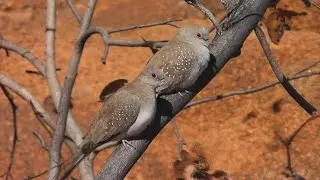 Diamond Dove (Geopelia cuneata) HD Video Clip 1/1Tim Siggs ABVC