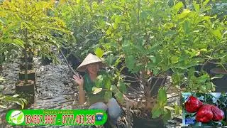 MST pink plum trees grow quickly and bear fruit easily.