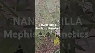 mango smile x 4 assed monkey f1