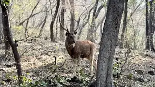 Wildlife Safari in Ranthambore National Park | Ranthambore Fort and Jangal Safari | The Young Monk |