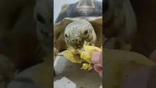 135 | ASMR eating banana 🍌🍌 #shorts #asmr #eating #mukbang #turtle #tortoise #sulcata #cute