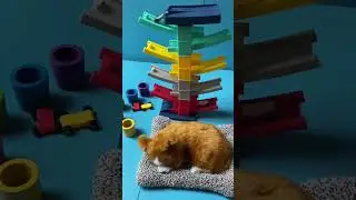 5 minututes of satisfaction, with marbles and colorful cars running on the Xylophone 🔔🎶🤩