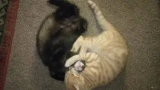 Kitten and ferret play fights