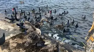 Cygnets 