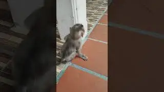 mara-monkey #animals #viral #shortsvideo #youtubeshorts #monkeys #monkeyvideo #monkey #shorts
