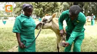 Smart Farm: Rearing champion cows