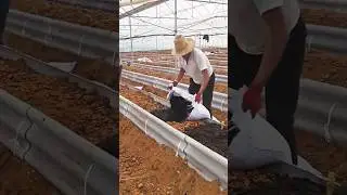 The process of preparing the soil for planting vegetables