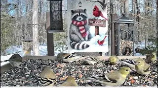 Streaming LIVE ** Birds on the Bluff Main Feeding Platform Camera ** 2/3/2026