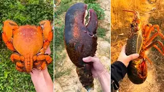 1 Đồng Mua Được G&igrave;? P2 | Tik Tok Trung Quốc | PQ Tik Tok