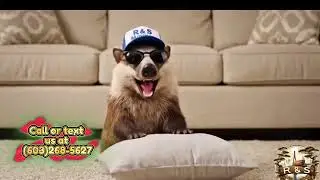 Charleston SC&rsquo;s Top Rated Moving Company now has &ldquo;Hank&rdquo; the Honey Badger 