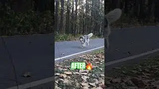 Husky Mafia 🔥 #husky #dog #doglove #doglife #dogshorts