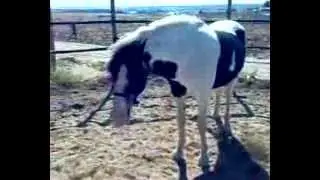 Paseos a caballo en Madrid