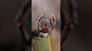 Maratus Bubo&nbsp;is a species of the&nbsp;peacock spider&nbsp;genus 🕷 #shorts #youtubeshorts #animals #trending