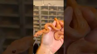 3 Rare Traits in ONE Snake 🐍 #boa #genetics #leopard