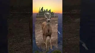 Grand Canyon Animals  #adventure #nationalpark #grandcanyon #grandcanyonnationalpark #animals