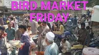 birds business in friday bird market hyderabad