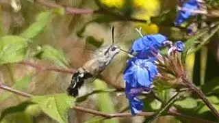 Hummingbird Hawk Moth