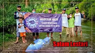 WADERAN JOGJA || Tebar benih ikan MELEM di sungai Sempor & Denggung