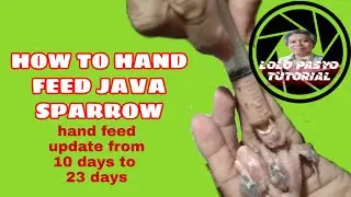 HOW TO HAND FEED JAVA SPARROW