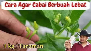 Mudah..!! Mendapatkan 1 Kg/Tanaman Cabai dengan Trik ini