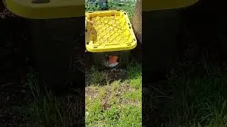 DIY Feral Cat Shelter