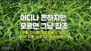 어디나 흔하지만 모르면 잡초, 알면 약초인 식물들2