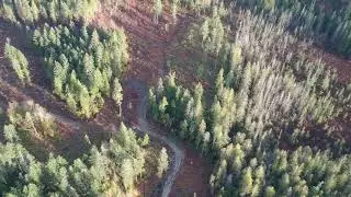 Wetland Abuse by Island Timberlands
