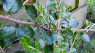Filmpje Ichneumon bucculentus  Onderfamilie Ichneumoninae  Familie Gewone sluipwespen