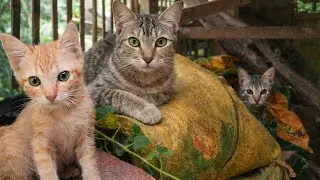 A beautiful cat family bonding on a rustic backyard shed. So relaxing | Miko the Cat