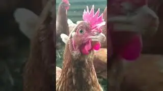 Gallinas 🐔 ponedoras en corral 🐔