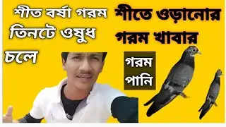January 15, 2026 শীত বর্ষা গরম তিনটে ওষুধ চলে পায়রার জন্য#গরম পানি #পায়রা শীতে মিক্স দানা 