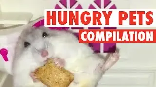 Hungry, Hungry Pets || Funny Food Compilation