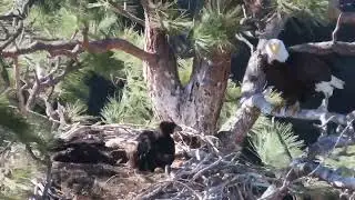 Bald Eagles Nesting &ndash; Week 8 Update (May 16, 2024) 🦅#eaglenest
