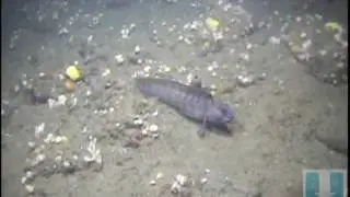 Eelpout