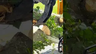 110ft tree removal🌳🪚✅