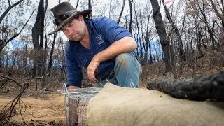 Helping save the Kangaroo Island Dunnart with targeted feral cat control