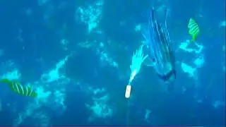Finding Dhufish