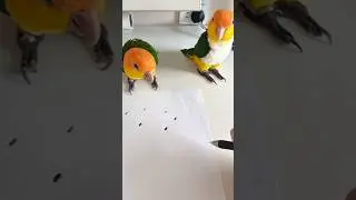 The owner drew a few hemp seeds to see if the parrots would be fooled. #parrots #birds #pets #funny