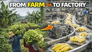 How Billions of Bananas Are Harvested and Processed | From Farm to Factory