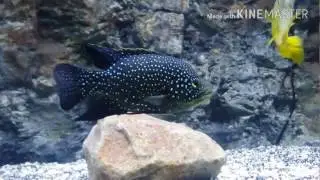 Paratalapia polleni...AKA 