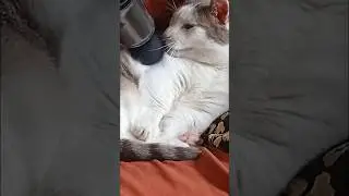 Munchkin Massage 😻 Mr Grieves the cute little Munchkin cat 🐈 #cute #cat #munchkin #shorts