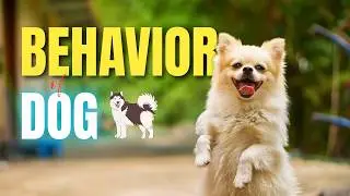 10 Dog Behaviors Explained | Why Dogs Bark, Wag Tails, Chew & More