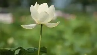 Blanc Immacul&eacute;: L'&Eacute;l&eacute;gance Intemporelle de la Fleur Blanche