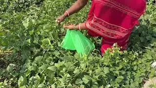 Harvesting vegetables from our farm | Spinach | Palak | lyricsvideo | Farm | Vegetables | Viralvideo