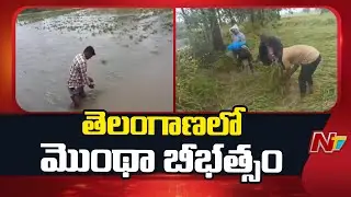 Cyclone Montha : Heavy Rain In Telangana, Crops Damaged | NTV Telugu