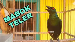 Cucak Keling gacor mabok teler