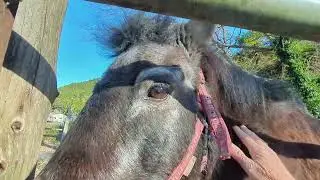 Gentle Pony , Naughty Goat😁   #animals