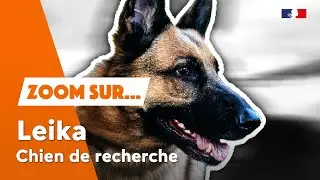 Leika, chien de recherche 🐾